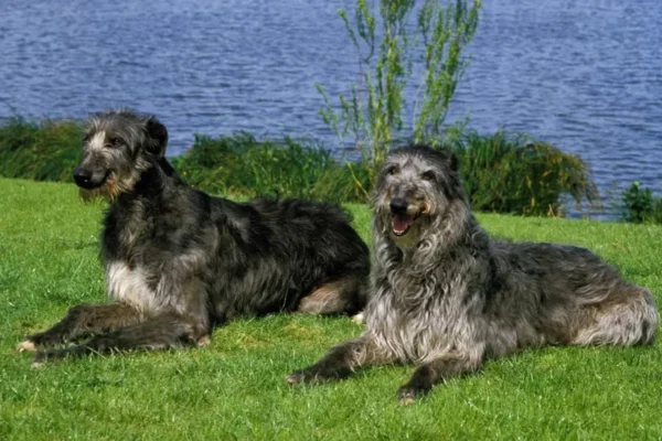 Deerhound