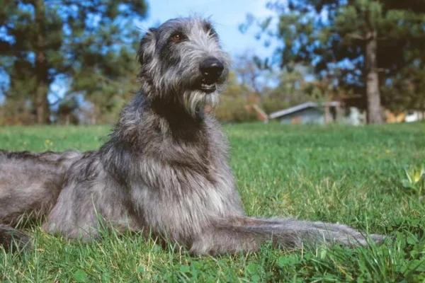 Deerhound