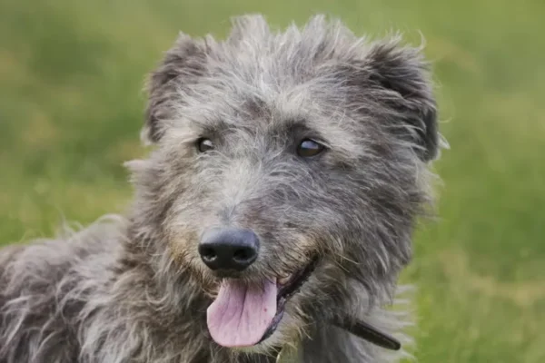 Deerhound