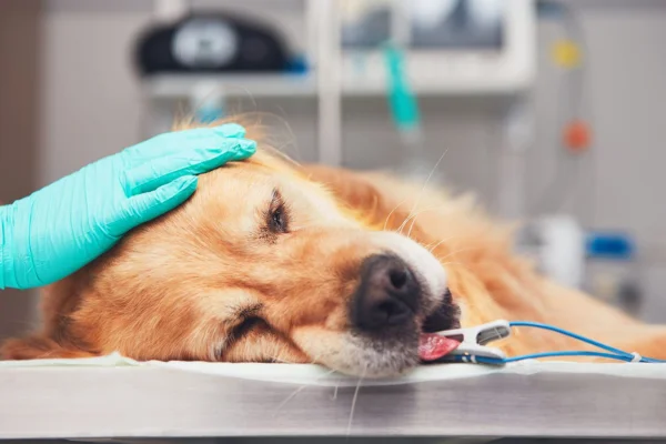 Side Effects of Anesthesia in Dogs (1)