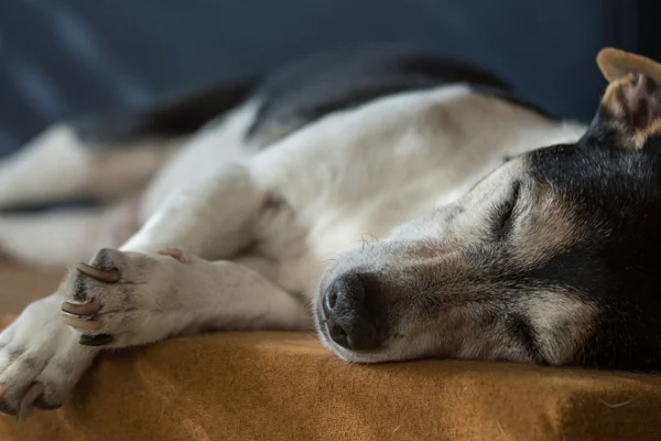 Efeitos Colaterais da Anestesia em Cães (1)