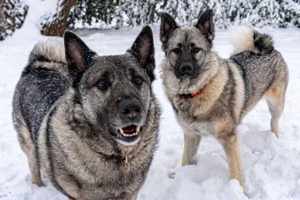 Chien d'élan norvégien