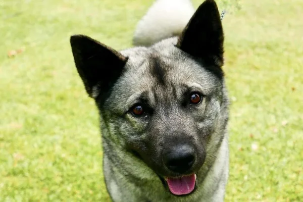 Norwegian Elkhound