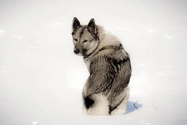 Norwegian Elkhound