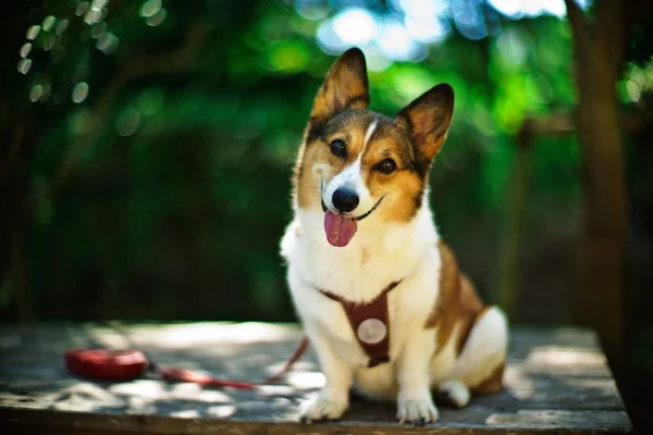 Enterogermina para perros