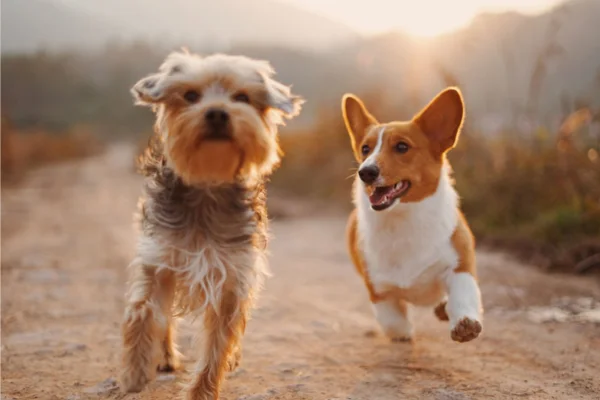 Enterogermina para Cachorro