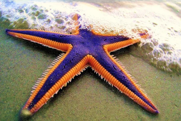 Echinoderms