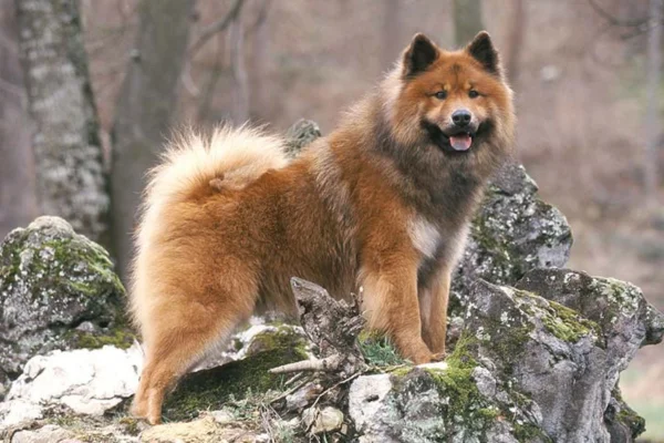 Eurasier