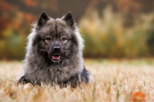 Eurasier