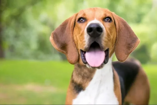 American Foxhound