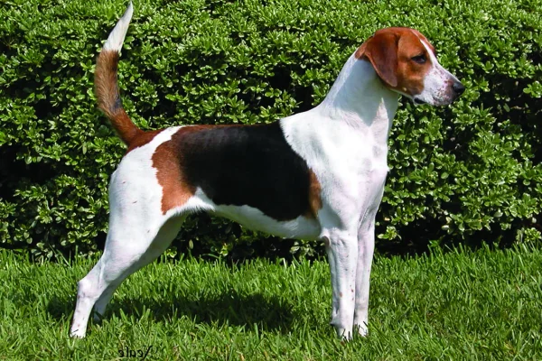 Foxhound américain