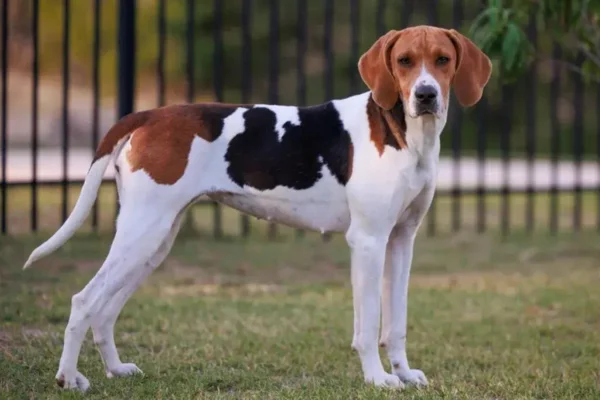 American Foxhound