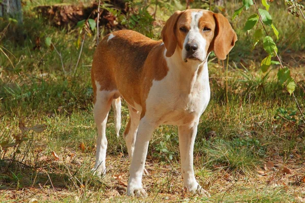 Foxhound anglais