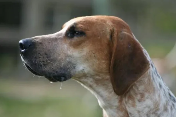 Foxhound inglese