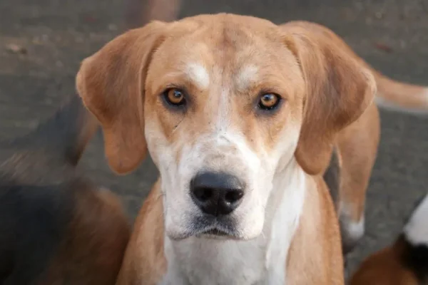 English Foxhound