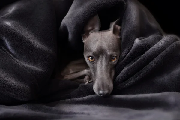 Italian Greyhound