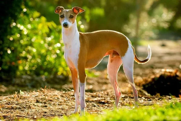 Italian Greyhound