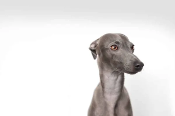 Galgo italiano