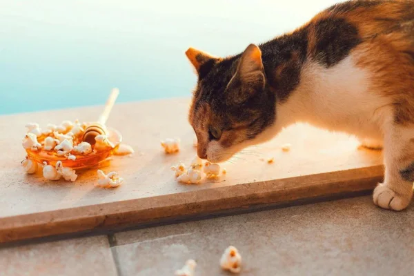 Can cats eat popcorn?