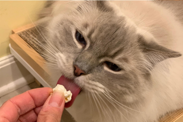 Can cats eat popcorn?