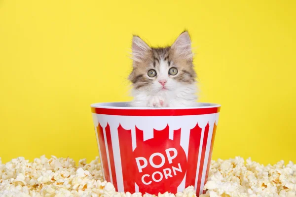 Can cats eat popcorn?