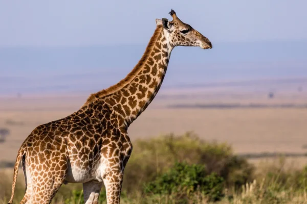 Girafe : le gentil géant de la savane africaine