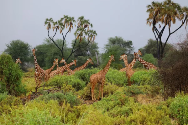 Jirafa: el gentil gigante de la sabana africana