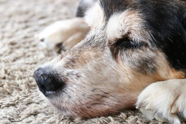 Hyperkeratosis in Dogs