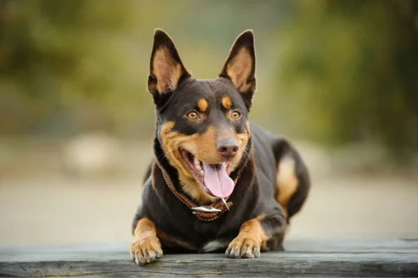 Kelpie australiano