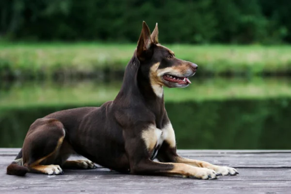 Kelpie australiano