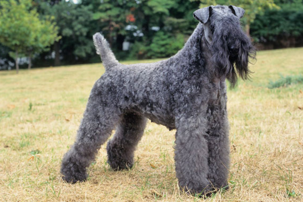 Kerry Blue Terrier