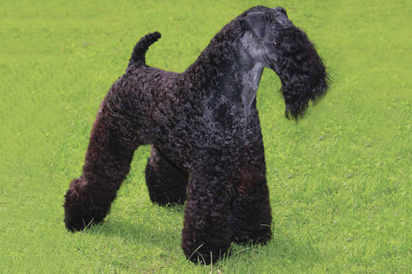 Kerry Blue Terrier