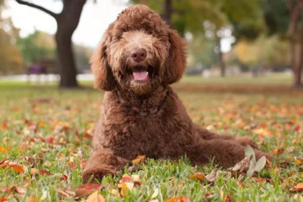 Labradoodle