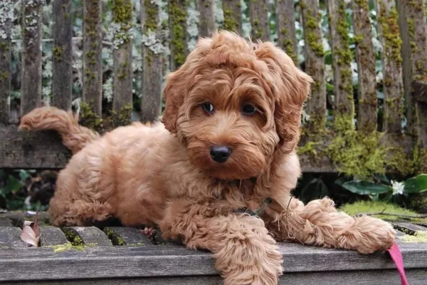 Labradoodle