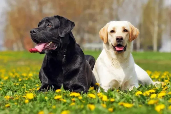 Labrador Retriever