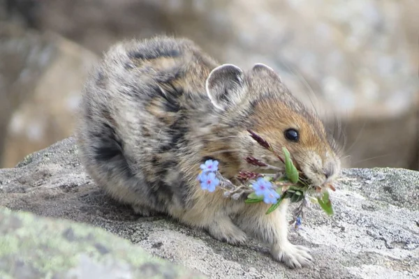 lagomorphs