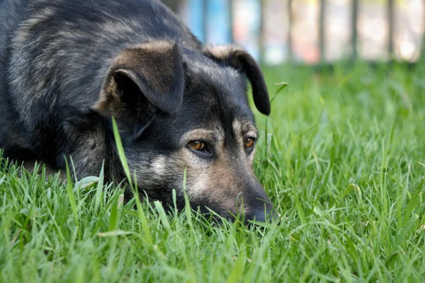 Leiomiosarcoma nei cani