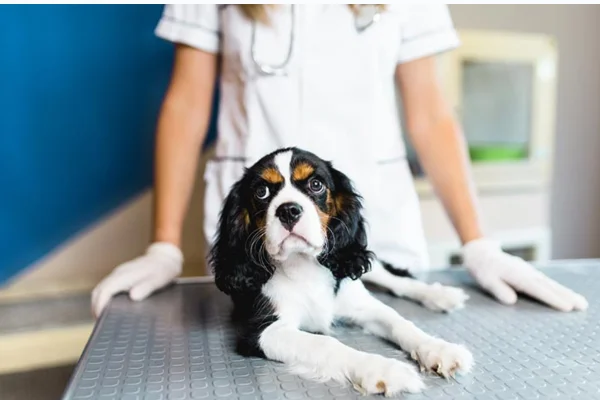 Lymphoma in Dogs - When it comes to cancer in dogs, lymphoma is among the most common and worrying types, affecting many families who have these faithful companions.