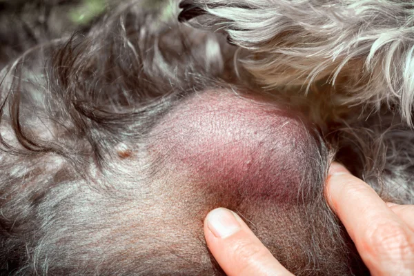 Linfoma em Cães - Quando se fala em câncer em cães, o linfoma está entre os tipos mais comuns e preocupantes, afetando muitas famílias que têm esses companheiros fiéis.