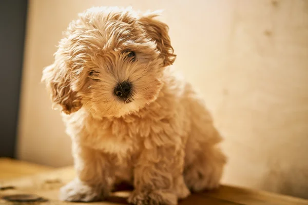 Maltipoo