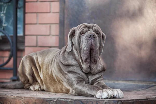 Neapolitan Mastiff