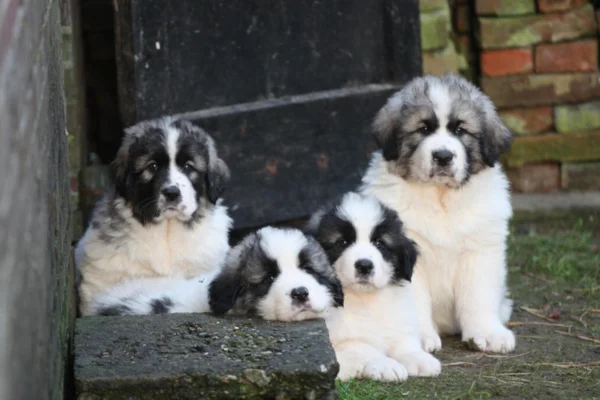 Pyrenean Mastiff