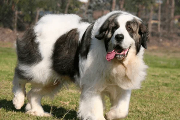 Pyrenean Mastiff