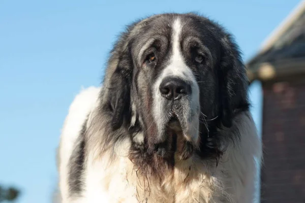 Pyrenean Mastiff