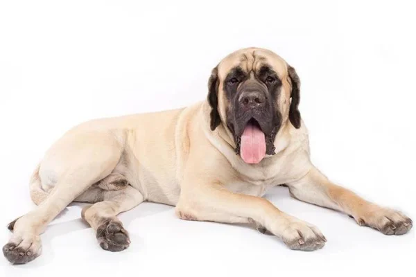 English Mastiff