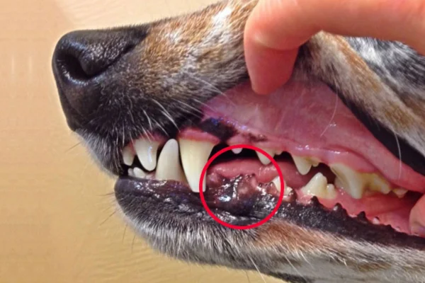 Melanoma Oral - O câncer é uma palavra que sempre causa preocupação, especialmente quando afeta nossos queridos animais de estimação. Dentre as várias formas de câncer que podem acometer os cães, o melanoma oral é uma das mais comuns e sérias.