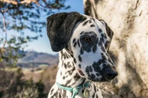 Melanoma en perros