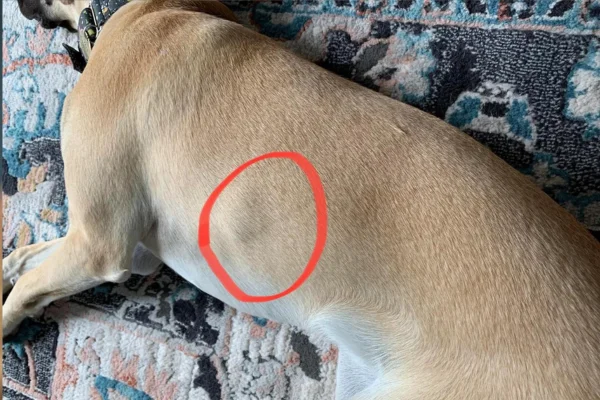 My dog has a lump on its ribs