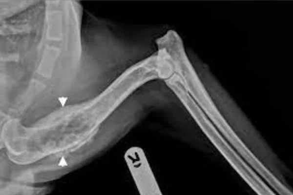 Osteosarcoma nei cani