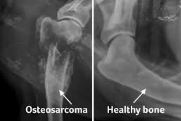 Osteosarcoma nei cani